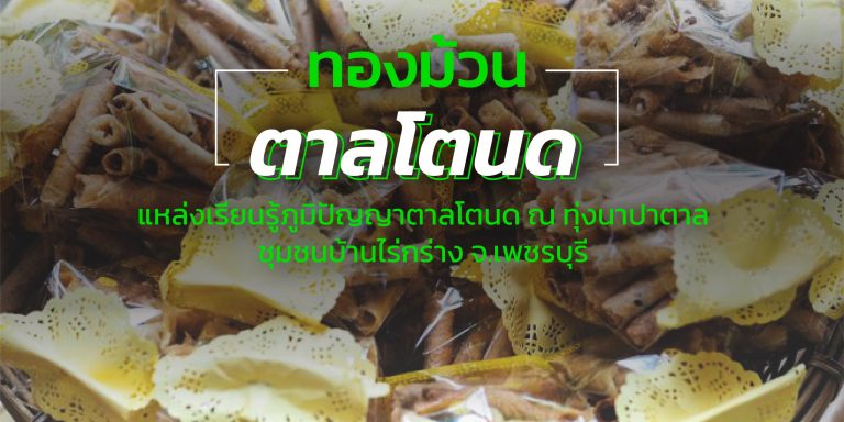 ทองม้วน ตาลโตนด แหล่งเรียนรู้ภูมิปัญญาตาลโตนด ณ ทุ่งนาปาตาล ทองม้วน ตาลโตนด แหล่งเรียนรู้ภูมิปัญญาตาลโตนด ณ ทุ่งนาปาตาล