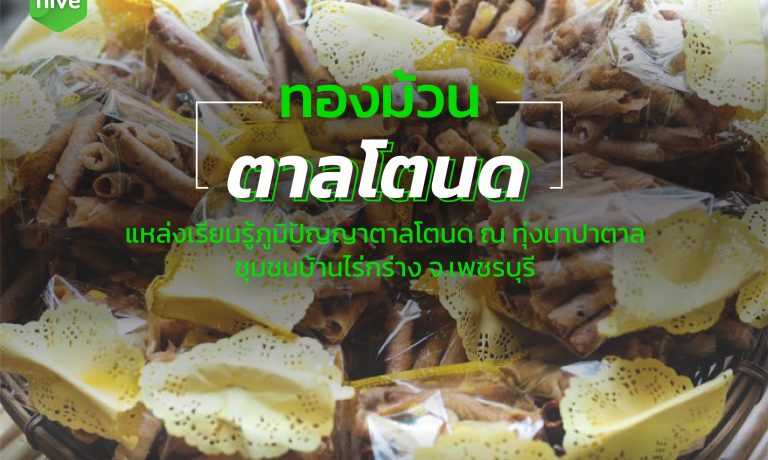 ทองม้วน ตาลโตนด แหล่งเรียนรู้ภูมิปัญญาตาลโตนด ณ ทุ่งนาปาตาล