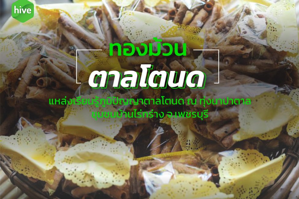 ทองม้วน ตาลโตนด แหล่งเรียนรู้ภูมิปัญญาตาลโตนด ณ ทุ่งนาปาตาล